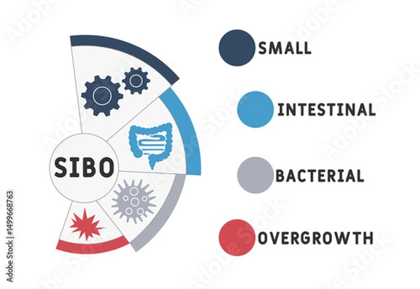 Obraz SIBO - Small Intestinal Bacterial Overgrowth acronym. medical concept background. vector illustration concept with keywords and icons. lettering illustration with icons for web banner, flyer, landing