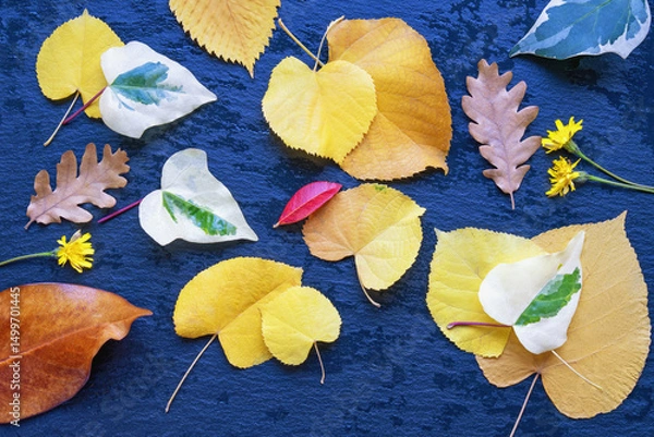Fototapeta Autumn background. Different colorful leaves on black wet table