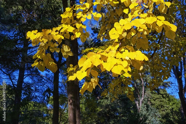 Fototapeta Bright yellow leaves of linden tree against coniferous trees in park on sunny autumn day