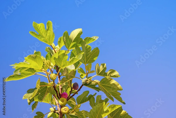Fototapeta Branch of  fig tree ( Ficus carica ) with green leaves and fruit against blue sky