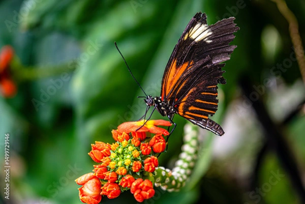 Obraz Close-up of a Postman butterfly (Heliconius melpomene) with damaged wings feeding on vibrant orange tropical flowers. Captured in a lush green background in natural light.

