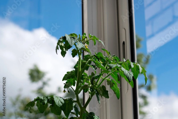 Fototapeta Tomato bush blooming on glassed balcony. Growing self-pollinating vegetables at home. Window farm. Cloudy sky and street in the background