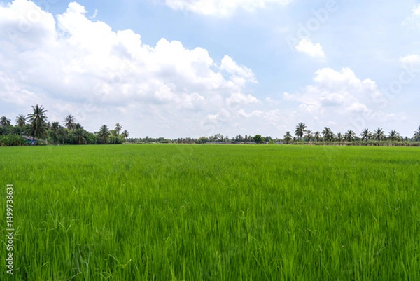 Fototapeta View of Green rice fields in rainy season along home village line alternating with rows of coconut trees and sky white clouds after rain in Nakhon Pathom Thailand.
