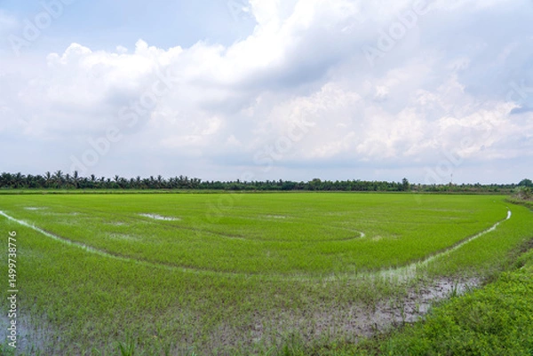 Fototapeta View of rice field saplings swamp in rainy season and sky white clouds after rain in Nakhon Pathom Thailand.