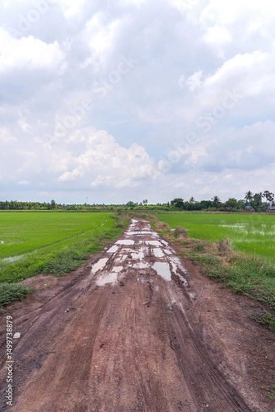 Fototapeta Puddles muddy from car wheels. obstacles on rural dirt road rainy season. view of rice fields on both sides sky and white clouds after rain in countryside Nakhon Pathom Thailand.