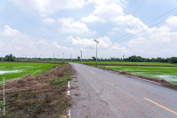 Fototapeta Rural small two lane asphalt road through rice fields there are power lines along roadside and solar street lights sky white clouds after rain in countryside Nakhon Pathom Thailand.