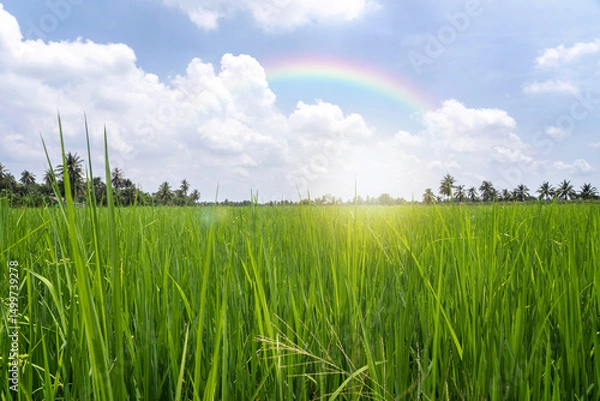 Fototapeta View of Green rice fields in rainy season along home village line alternating with rows of coconut trees and sky white clouds rainbow after rain in Nakhon Pathom Thailand.