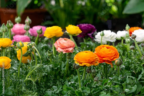 Obraz Multi-colored ranunculus flowers bloom in a flower pot in a greenhouse.
