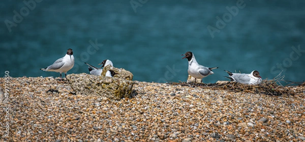 Obraz RSPB protected nesting site for seabirds at Langstone harbour, Hampshire, UK