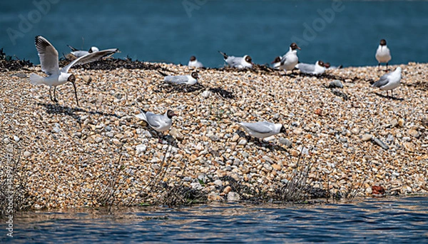 Obraz RSPB protected nesting site for seabirds at Langstone harbour, Hampshire, UK