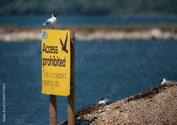 Obraz RSPB protected nesting site for seabirds at Langstone Harbour, Hampshire, UK