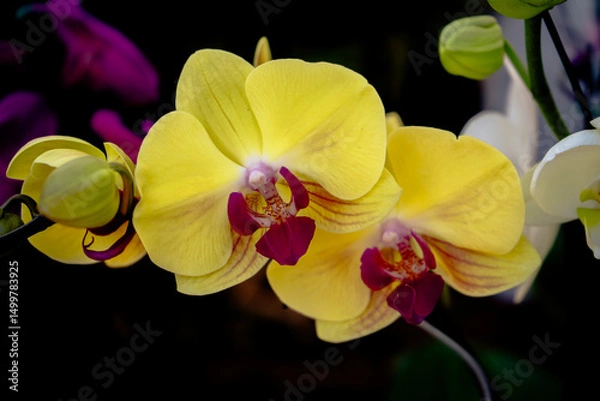 Fototapeta Yellow orchids blooming in dark background
