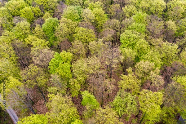 Obraz Beautiful spring forest landscape, fresh green leaves on trees in spring, view from drone.