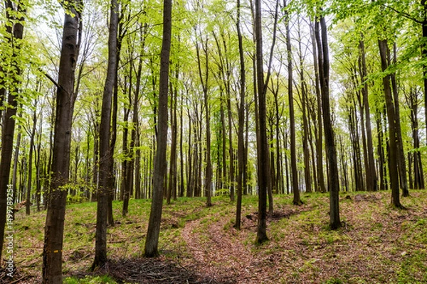 Obraz Beautiful spring forest landscape, fresh green leaves on trees, spring in deciduous forest.