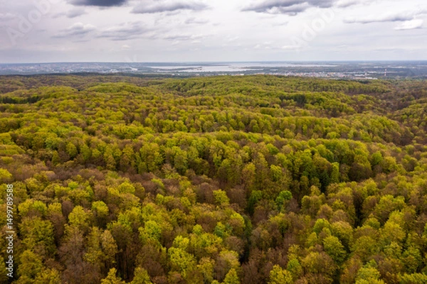 Obraz Beautiful spring forest landscape, fresh green leaves on trees in spring, view from drone.