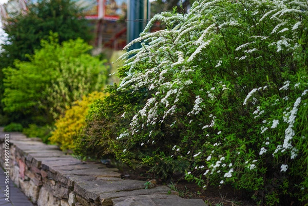 Fototapeta A beautiful garden with spirea and other plants