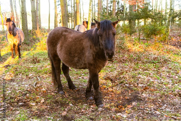 Obraz A beautiful Polish horse grazing in the forest in its natural habitat.