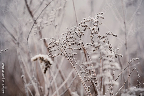 Obraz Frozen plants during frost in the field. Beautiful winter natural landscape.