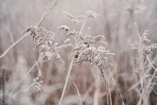 Obraz Frozen plants during frost in the field. Beautiful winter natural landscape.