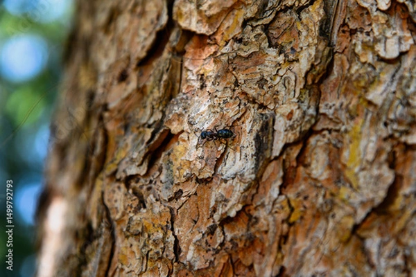 Obraz tree bark texture