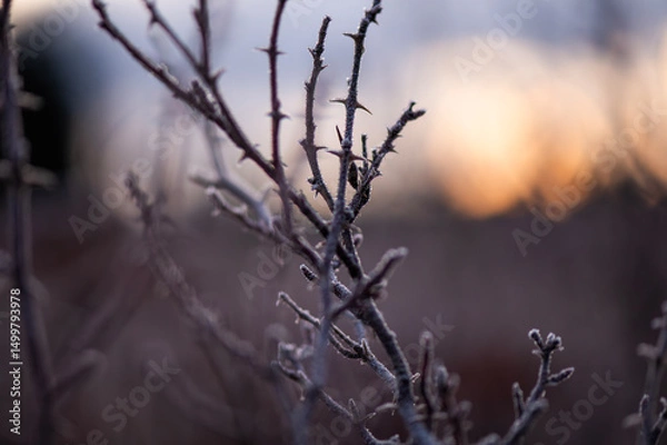 Fototapeta Delicate frost crystals blanket the leaves and stems of garden plants at dawn, capturing the quiet beauty of a cold morning. The image reveals nature’s intricate textures, frozen in a fleeting moment 