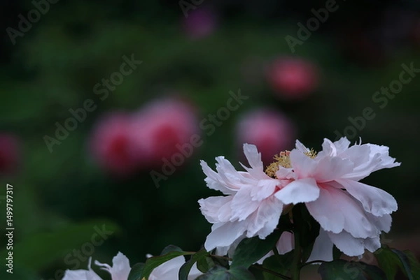 Fototapeta 女性らしさを感じる花