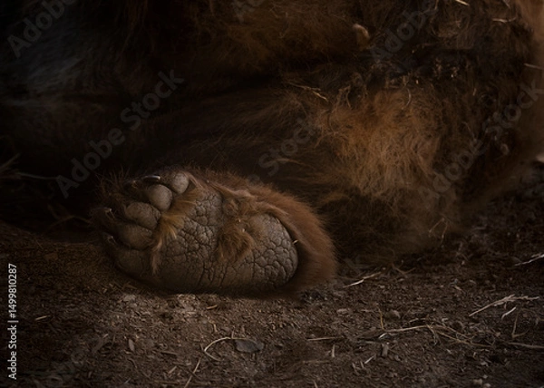 Fototapeta A detailed close-up of a bear’s paw showcasing its rough texture, powerful claws, and natural strength. 