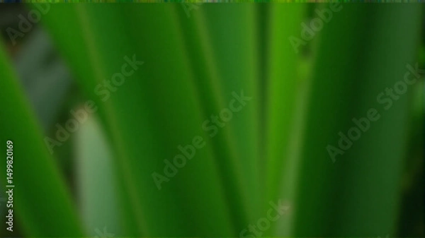 Fototapeta green grass background