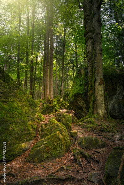 Obraz Footpath in the woods, european forest