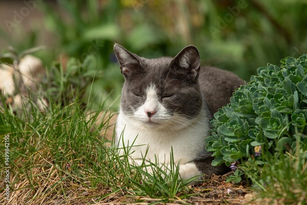 Fototapeta Domestic cat lying in a meadow and sleeps