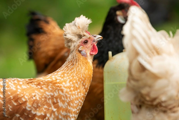 Fototapeta Hen in a spring meadow