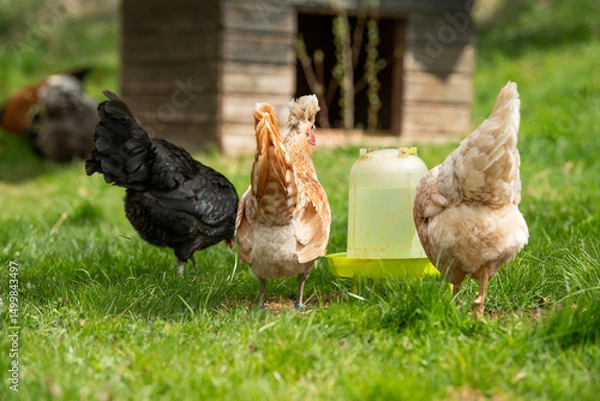 Fototapeta Hen in a spring meadow