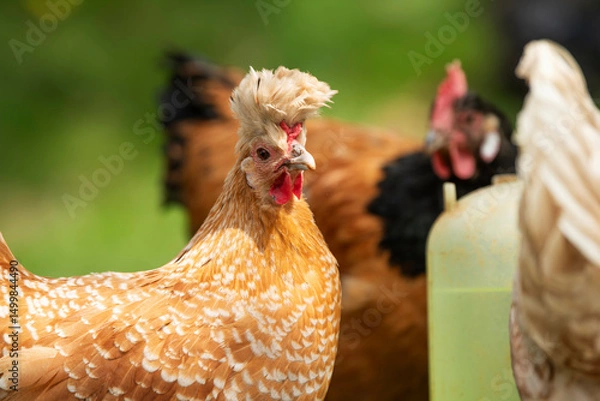 Fototapeta Hen in a spring meadow