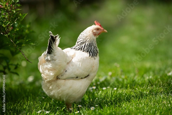 Fototapeta Hen in a spring meadow