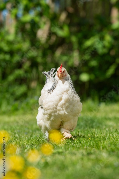 Fototapeta Hen walking towards the camera in the green meadow