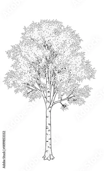 Fototapeta Trees_Axonometric view 