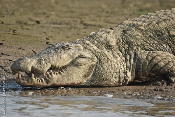 Obraz A large lakeside crocodile