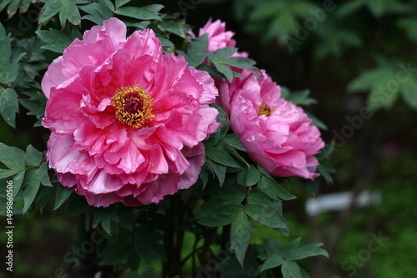 Fototapeta 女性らしさを感じる花