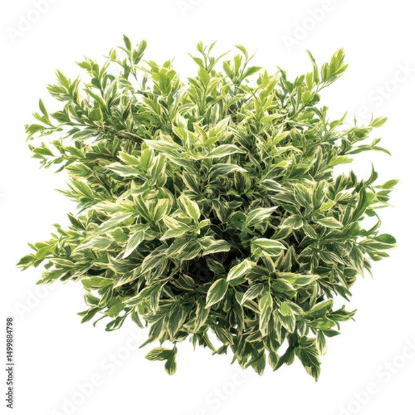 Fototapeta Variegated shrub plant top view isolated on transparent background