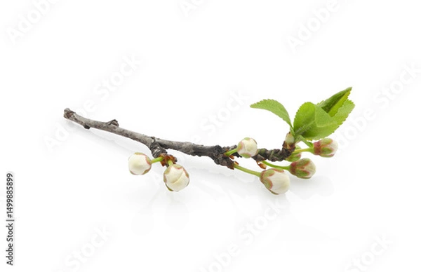 Fototapeta Сherry plum blossom, blooming branch with young leaves and buds isolated on white background	