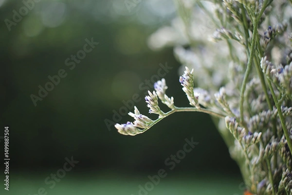 Fototapeta Delicate statice flowers with soft purple tips, captured in natural light and a blurred green background. A peaceful, dreamy composition perfect for botanical, wellness, and minimalist themes.