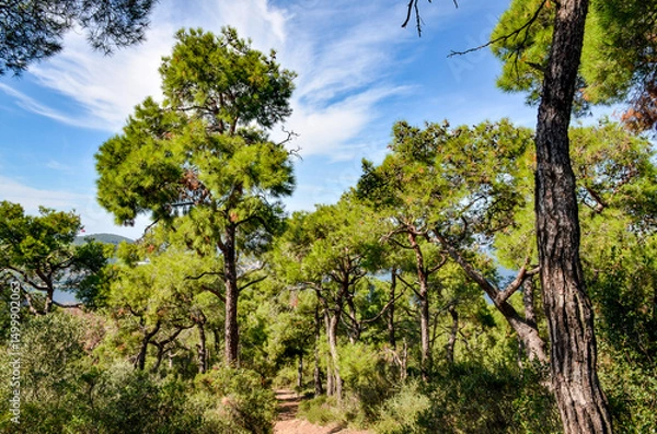 Obraz mountain trail in pine forest on Buyukada island (Adalar, Turkiye)