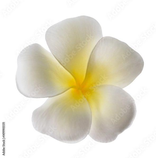 Obraz Frangipani flower head