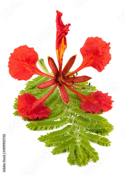 Obraz Flamboyant flower and leaf