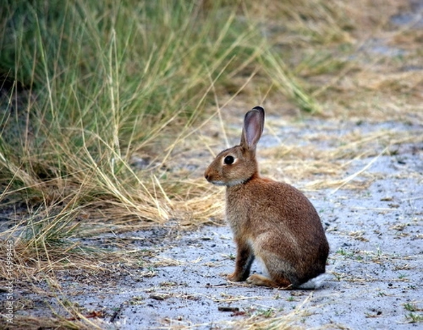 Obraz Wild rabbit  siting on sand track