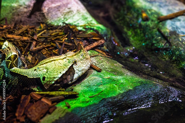Fototapeta The Gaboon viper
This large venomous snake is native to the rainforests and savannas of sub-Saharan Africa. Fangs up to 2 inches long are the longest of any venomous snake.