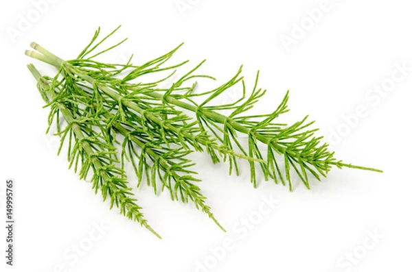 Obraz Ackerschachtelhalm