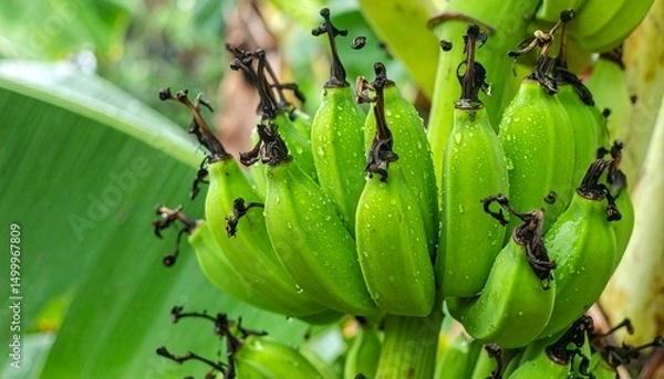 Obraz Fresh green bananas on banana tree with morning dew, tropical fruit plantation with wet banana bunch, natural farming scene, organic fruit growth in humid jungle climate, close-up tropical agriculture