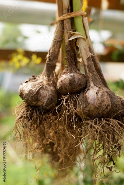 Fototapeta Close-up of organic garlic bulbs hanging to dry after harvest. Natural preservation techniques ensure fresh, flavorful, and nutritious garlic for future culinary use