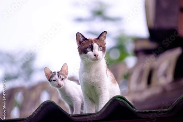 Fototapeta Two Alert Cats Perched Together on a Rooftop Observing Something